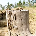 Kotroni Finikounta